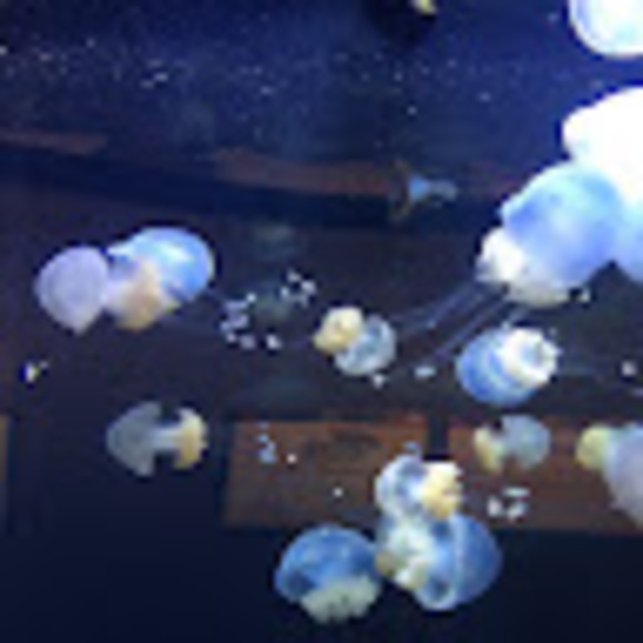 Meet your Posher, Olivia - Picture 1 of 1